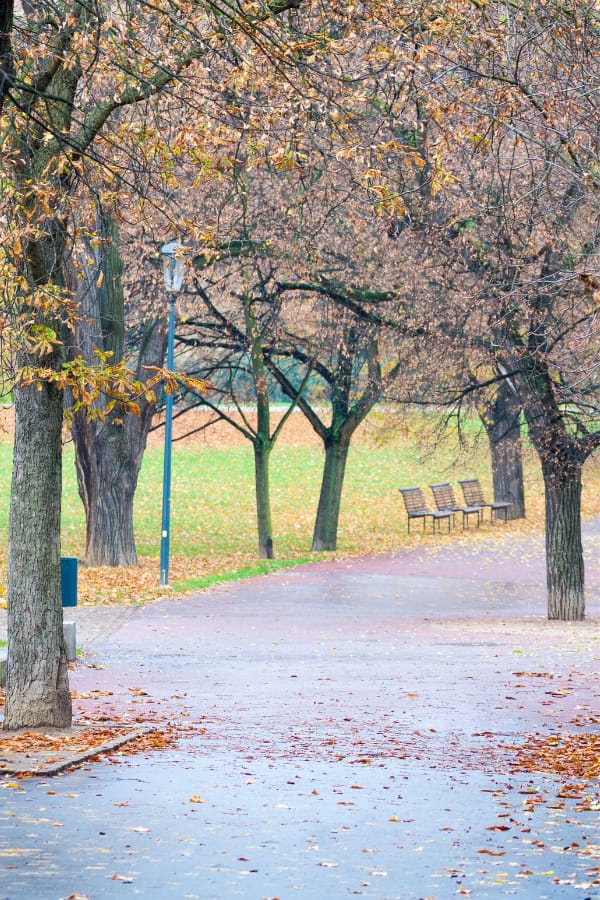 Park pathway, fall leaves on it, and benches in the distance